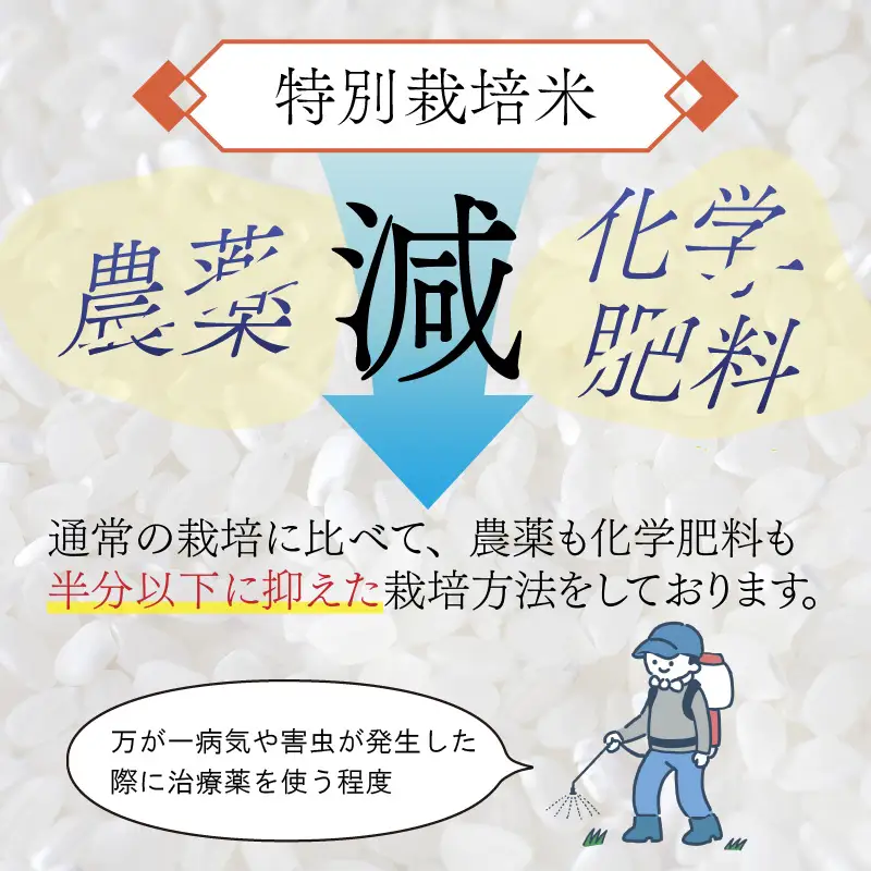 【 先行予約 】 令和8年産 特別栽培米 コシヒカリ 玄米 10kg 【2026年10月末より順次発送開始予定】米