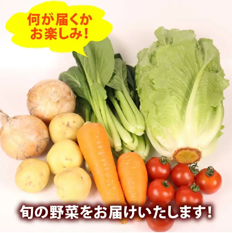 【朝採れ】定期便 6か月 野菜セット 6~7品目 以上 お野菜 季節 丸新柴本製茶 静岡 県 牧之原市