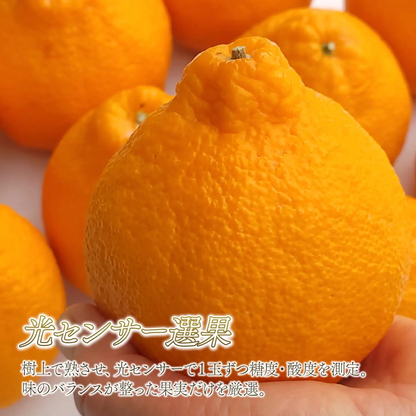 【でこぽんと同品種】 不知火 6～7玉入 デコポン 茨木農園