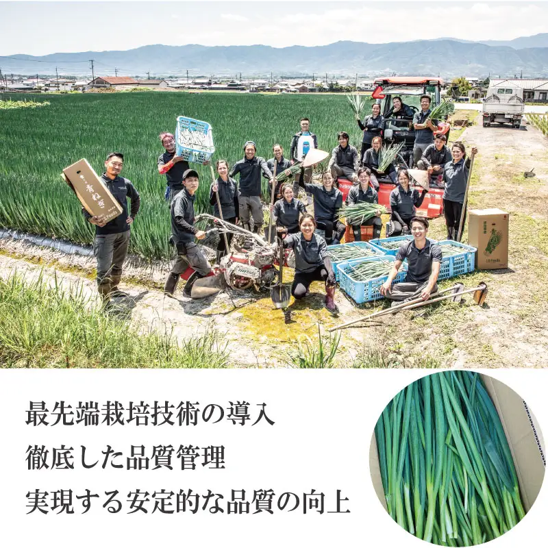 【12月~3月・7月のみ発送】 青ねぎ 5kg ネギ 葱 極上 薬味 国産