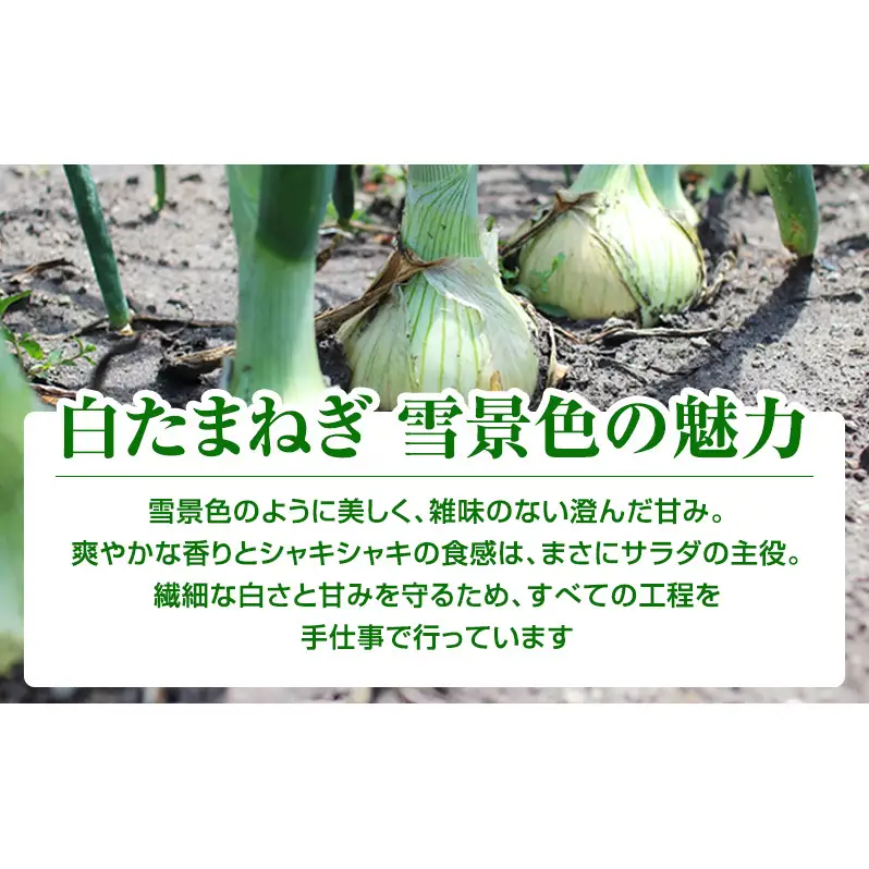 【2026年夏発送】富良野産 白玉ねぎ 雪景色 約5kg （約15～25玉）新玉ねぎ 野菜 甘い 新鮮 直送 玉ねぎ 玉葱 サラダ 北海道 富良野 幕田農園