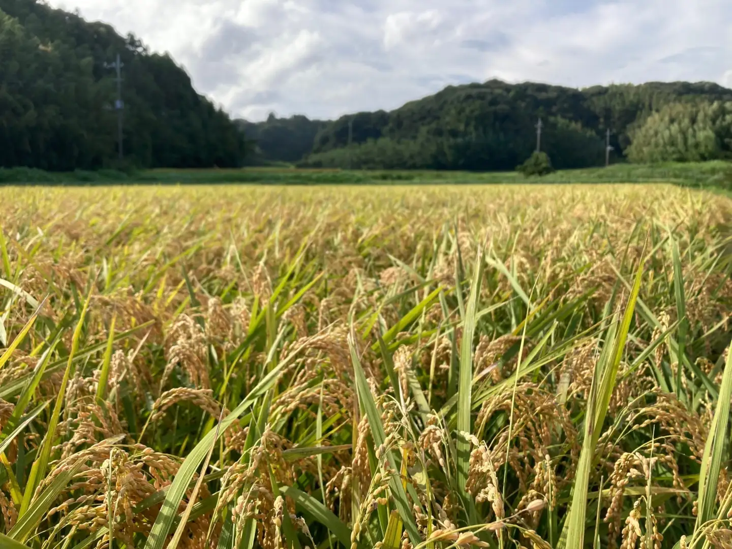 ＼最短7営業日以内発送／ 令和7年度産 無洗米 こしひかり 5kg 【 コシヒカリ 】