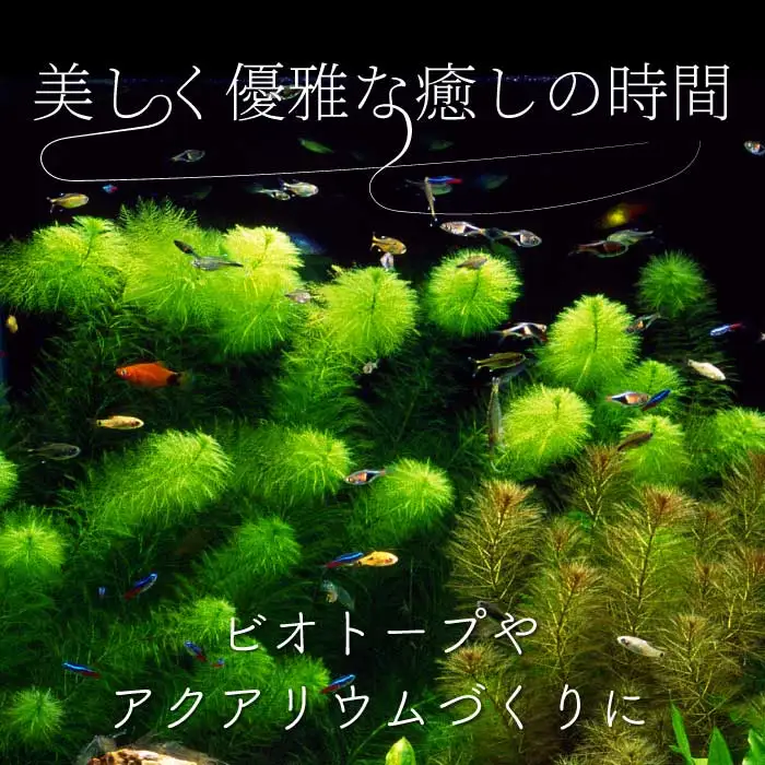 ジャスミン ミオ 2匹（雄・雌 各1匹）めだか メダカ 飼育 生体 観賞魚 魚 ペット おまかせ ミックス おすすめ 水槽 インテリア 生物 鑑賞 熱帯魚 アクアリウム 熱帯 淡水魚 243007