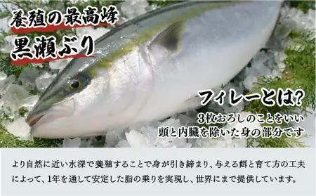 ＜2026年6月発送＞高評価！活じめ！黒瀬ぶりの生鮮ブリフィレー （1.5kg前後）_K001-004-2606