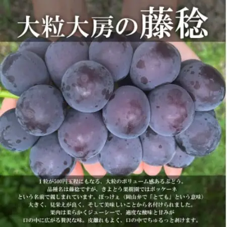 大粒葡萄の「藤稔」 大サイズ1房 厳選品 1房700g～ (岡山県産) ギフトにおすすめの人気葡萄!【配送不可地域：離島】【1721884】
