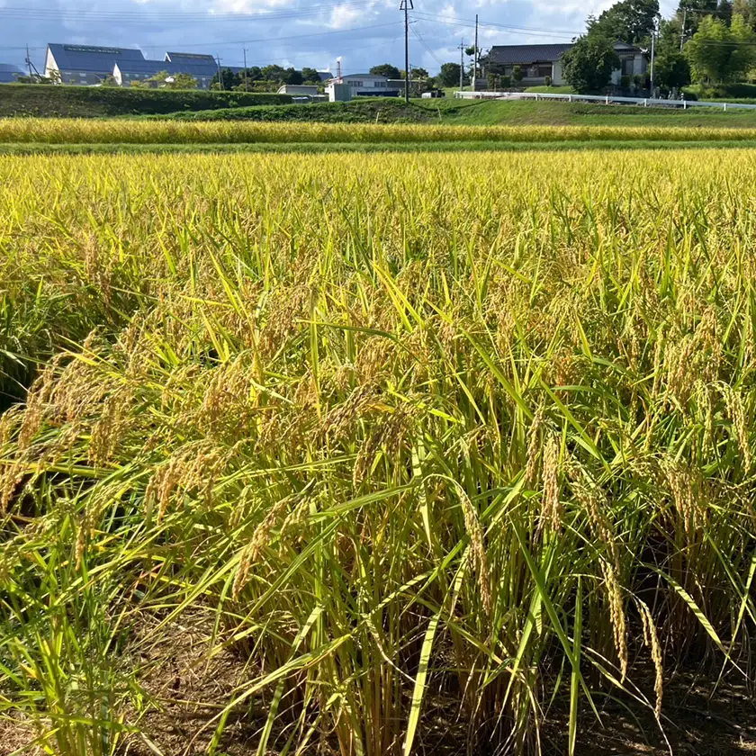 【先行受付】岡山県産『あきたこまち』　[5kg×1袋(5kg)]【1726894】