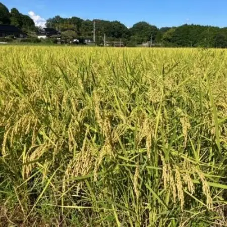 【先行受付】岡山県産『にじのきらめき』[10kg×1袋(10kg)]【1726905】