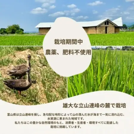 【令和7年産】精米 ヘルジアンウッド米 10kg 富山県産コシヒカリ【1726414】