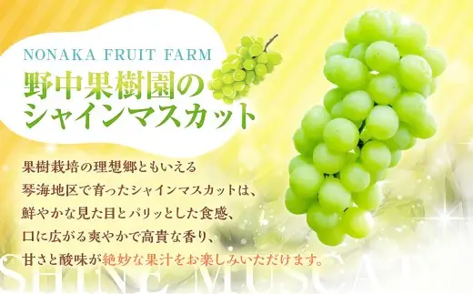 シャインマスカット 約2kg （3～4房） 【2026年8月上旬～下旬発送予定】 ぶどう 甘み くだもの 果物 果実 フルーツ 葡萄 ブドウ マスカット 香り 酸味 果汁 果樹園
