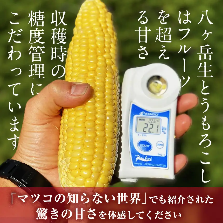 生で食べられる極上の 八ヶ岳 生 とうもろこし 10本入り【2026年7月中旬～発送】