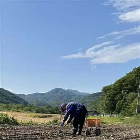 【先行予約・5月より順次発送】北海道島牧村産 訳ありアスパラガス 2kg 坂下農園【配送不可地域：離島】【1732815】