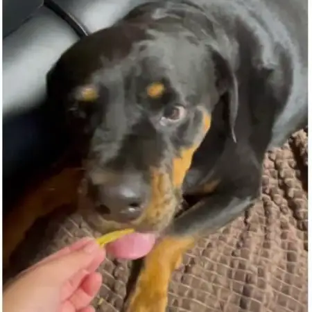 茨城県産ほしいもの未利用部分を使用した犬の無添加おやつ(トッピングタイプ30g×4袋)【配送不可地域：離島・沖縄県】【1729687】