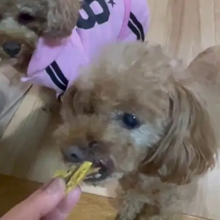 茨城県産ほしいもの未利用部分を使用した犬の無添加おやつ(フレークタイプ90g×8袋)【配送不可地域：離島・沖縄県】【1729694】