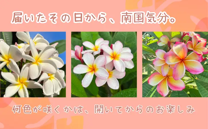 【季節限定】種子島 プルメリア 苗木 1鉢　NFN672 【300pt】 //  ハワイアンフラワー 南国 植物 苗木 花 観葉植物 芳香