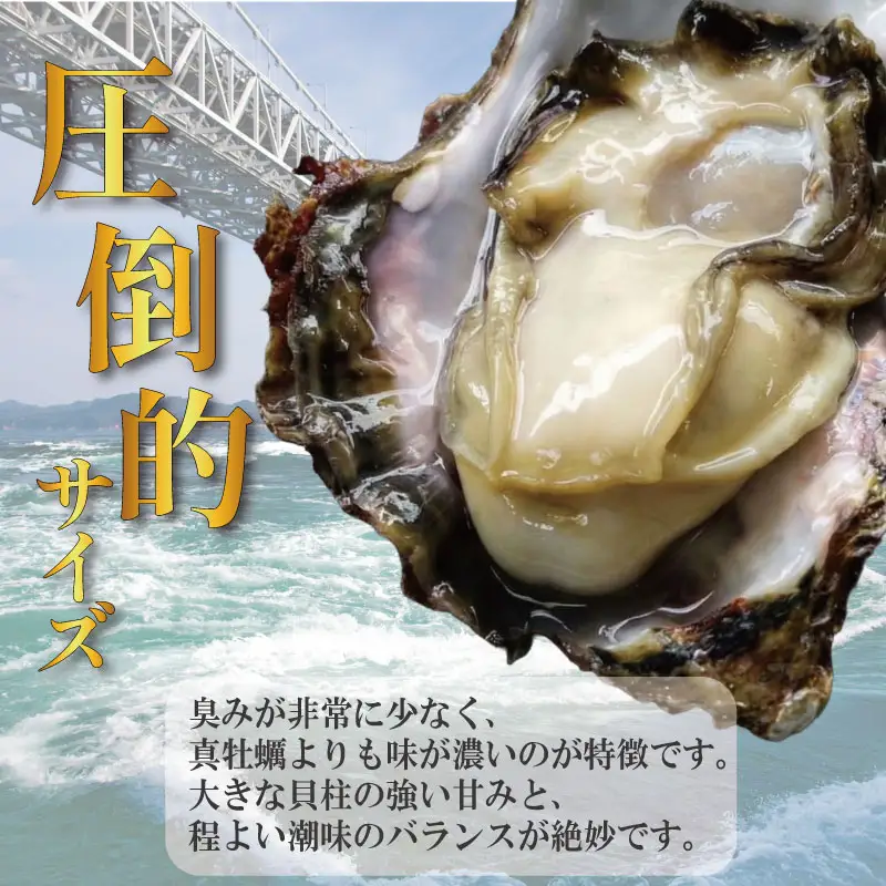 【2026年5月~2026年8月まで発送】牡蠣 生牡蠣 殻付き 20個 生食可  (ナイフ付き) キング 岩牡蠣 かき 