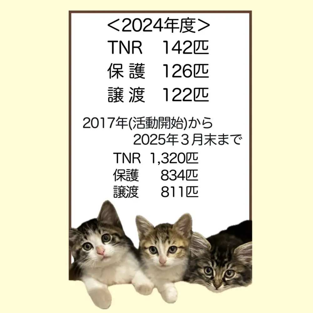 【返礼品なし】地域猫・保護猫譲渡活動支援　NPO法人ざま野良猫を増やさない会 3,000円 | 猫 ねこ 動物 保護 愛護 譲渡 保護活動 応援 支援 寄附