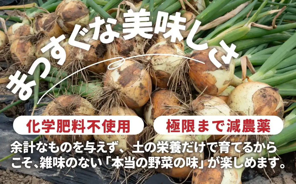 新玉ねぎ 5kg 玉ねぎ