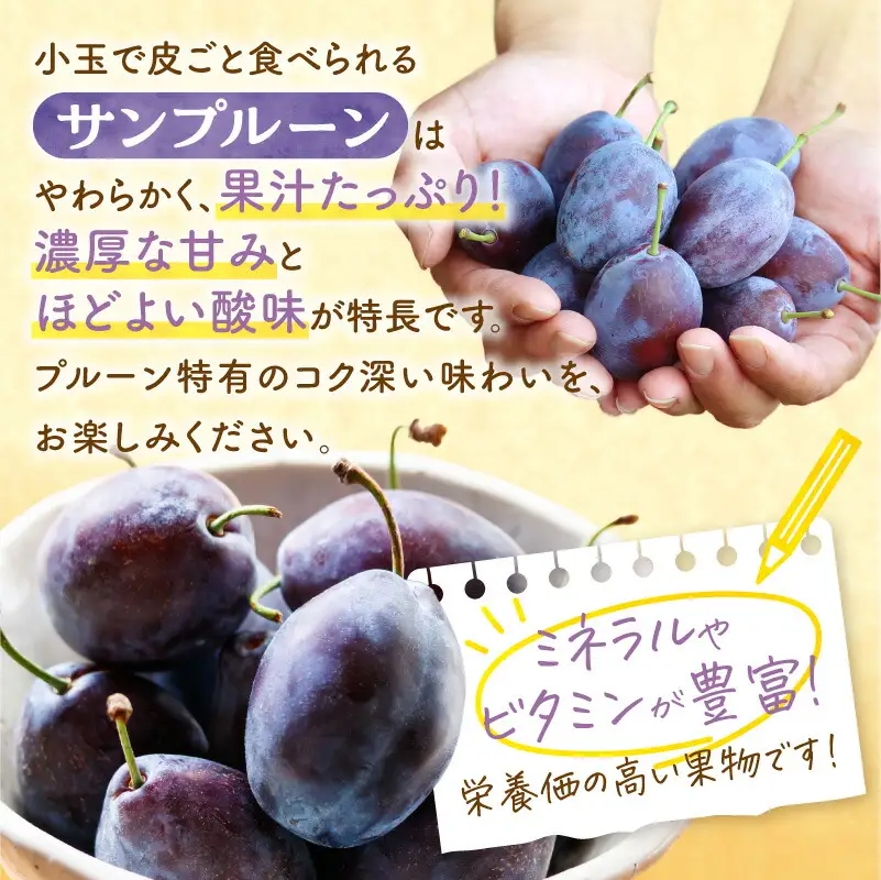 【先行予約：2026年9月中旬以降発送】小玉で食べやすい！ 余市産 生プルーン 1.6kg サンプルーン 甘酸っぱい_Y127-0018