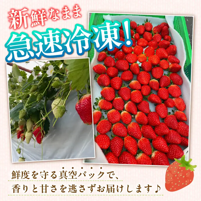 至福の凍果　章姫（あきひめ）500g×3袋・D037
