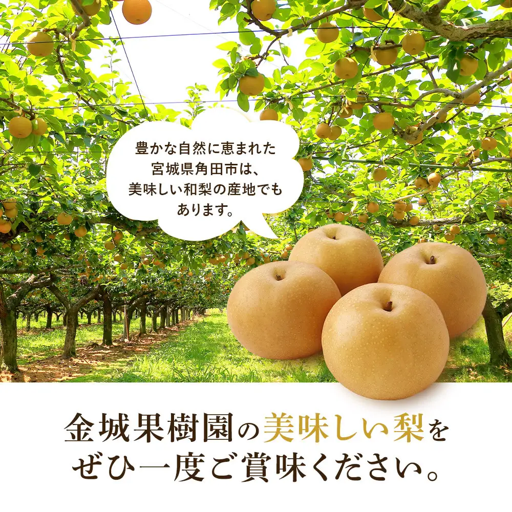 【訳あり】金城果樹園　梨「幸水」約5kg（10～16玉入）2026年8月中旬～ ｜ 梨 