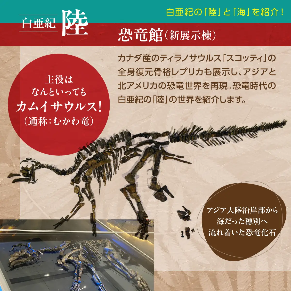 【令和8年4月25日OPEN】恐竜×海洋化石！むかわ町穂別恐竜博物館 共通入館券　大人用４枚セット MKWAM001