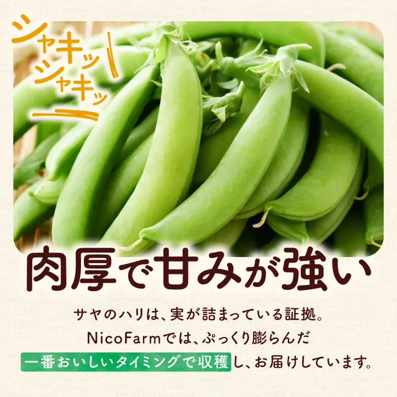 【先行予約6月上旬】甘くてシャキシャキ！スナップエンドウ 1kg えんどう豆_Y124-0048
