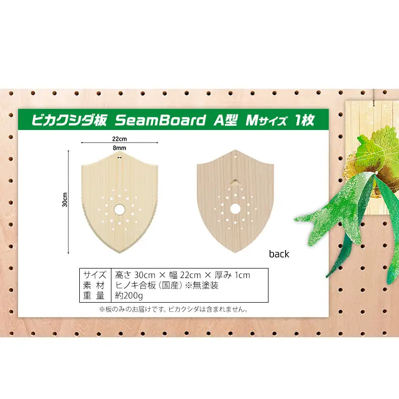 ビカクシダ板 SeamBoard A型 Mサイズ ビカクシダ コウモリラン 板付け 壁掛け 観葉植物 植物 おしゃれ インテリア 室内 無塗装 ギフト プレゼント 育てやすい 株式会社アサヒ 送料無料 愛知県 あま市