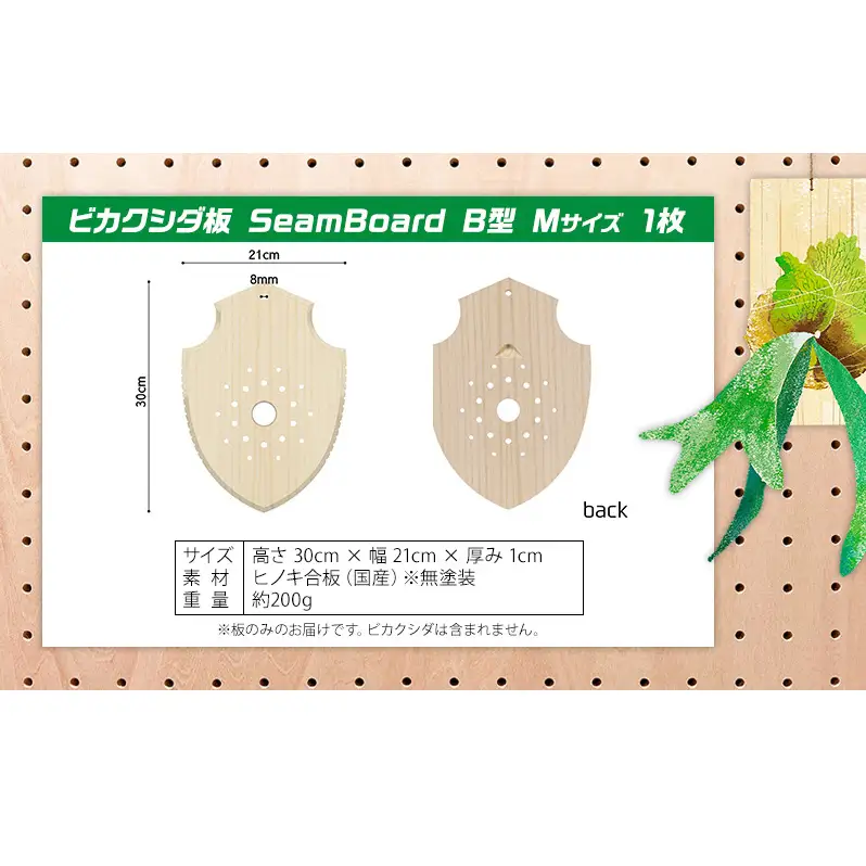 ビカクシダ板 SeamBoard B型 Mサイズ ビカクシダ コウモリラン 板付け 壁掛け 観葉植物 植物 おしゃれ インテリア 室内 無塗装 ギフト プレゼント 育てやすい 株式会社アサヒ 送料無料 愛知県 あま市
