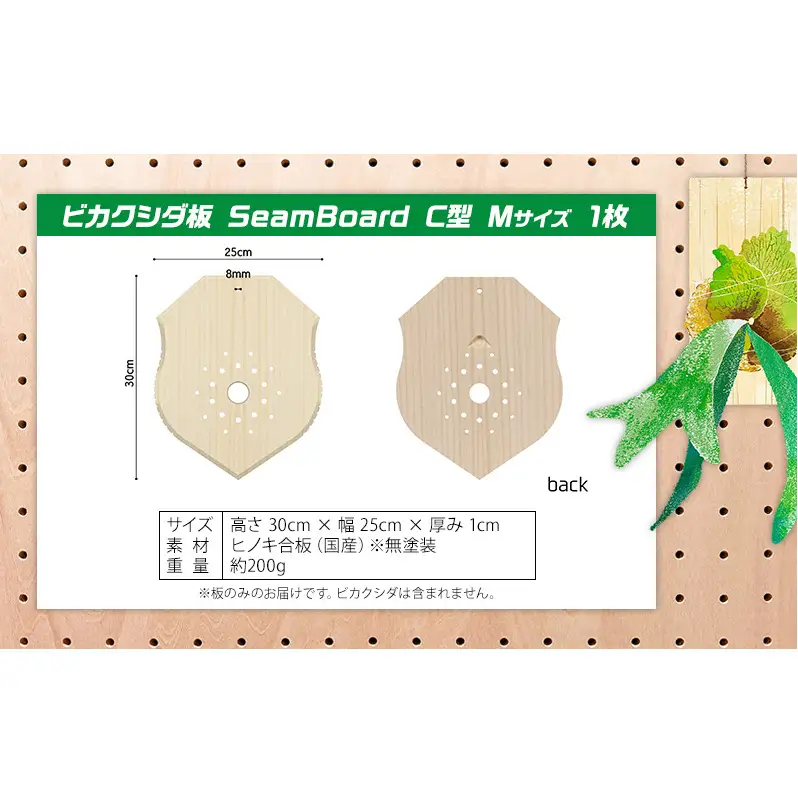 ビカクシダ板 SeamBoard C型 Mサイズ ビカクシダ コウモリラン 板付け 壁掛け 観葉植物 植物 おしゃれ インテリア 室内 無塗装 ギフト プレゼント 育てやすい 株式会社アサヒ 送料無料 愛知県 あま市
