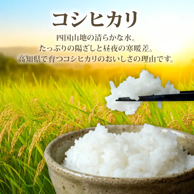 白米 コシヒカリ 10kg