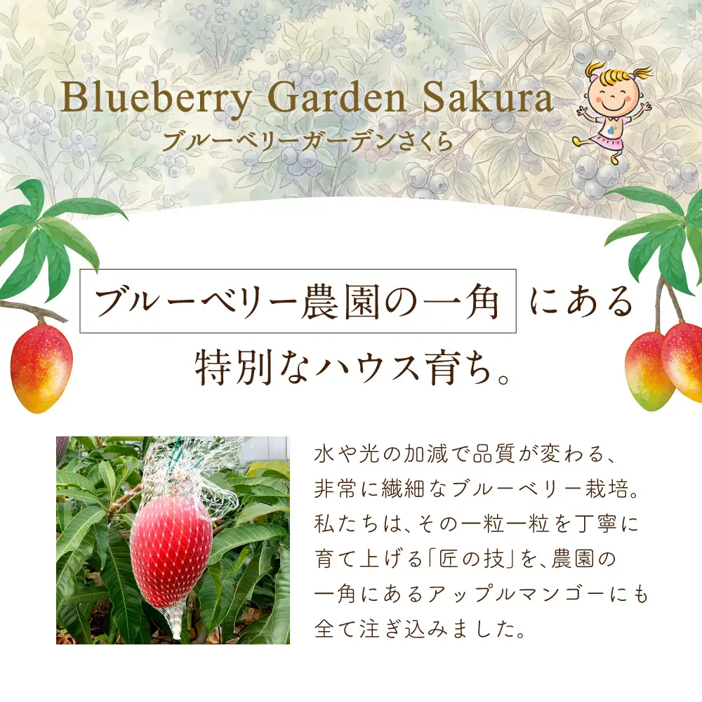 【期間限定】《2026年9月15日まで》アップルマンゴー 2Lサイズ コバヤシ化成 滋賀県 東近江市 A-G26 マンゴー 完熟 予約 冷蔵 フルーツ 果物 濃厚 期間限定 国産 本格 産地直送