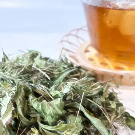 ステビア乾燥茶葉(100g)【1728484】