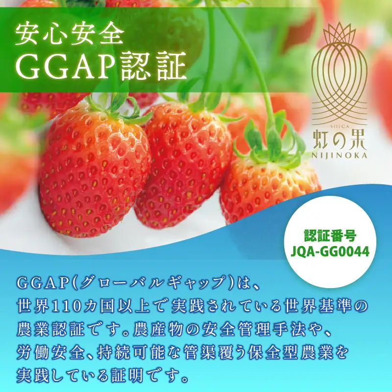 虹の果 夏 いちご 1箱 400g ~ 300g (M~LLサイズ) 冷蔵 贈答用