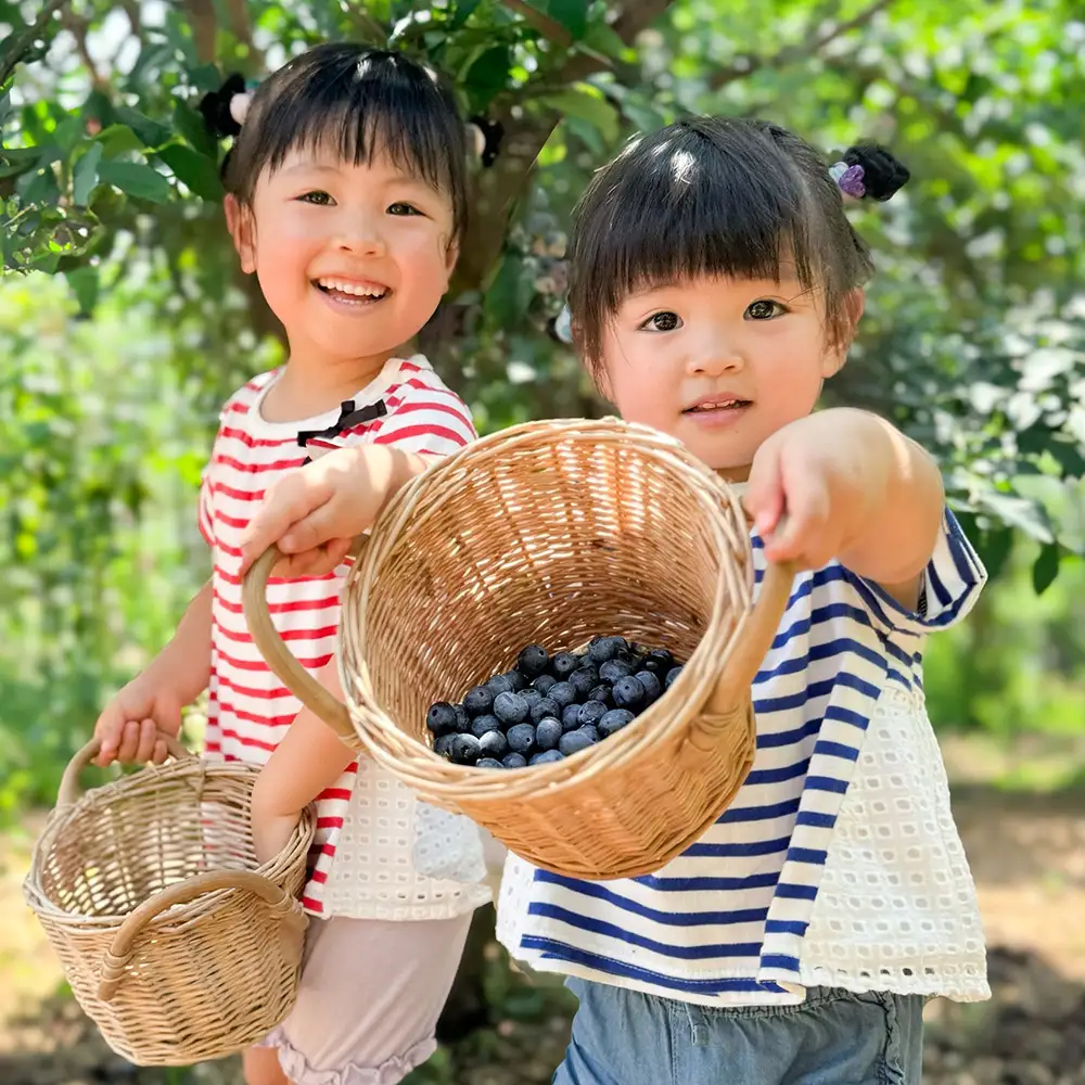 ブルーベリー摘み取りクーポン（2000円相当分） ／ ブルーベリー 摘み取り 体験 農園 収穫体験 夏 レジャー 家族 おでかけ デート 自然体験 食育 フルーツ狩り 完熟 フレッシュ 甘い 旬 週末 アウトドア 旅行プラン 美里町 埼玉県 [No.241]