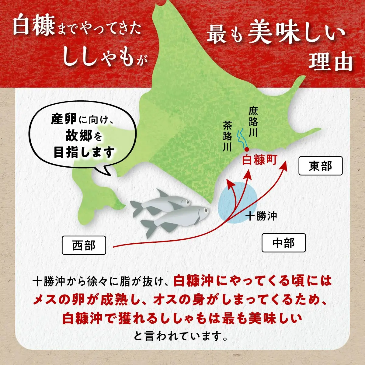 【訳あり】しらぬか産 本ししゃも 【数量限定】【中オス10尾・中メス20尾】_A015-1163