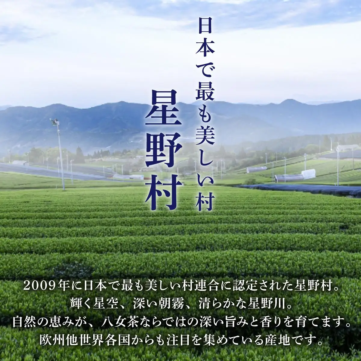 八女茶 伝統 本玉露 50g×1袋【奥八女星野村】