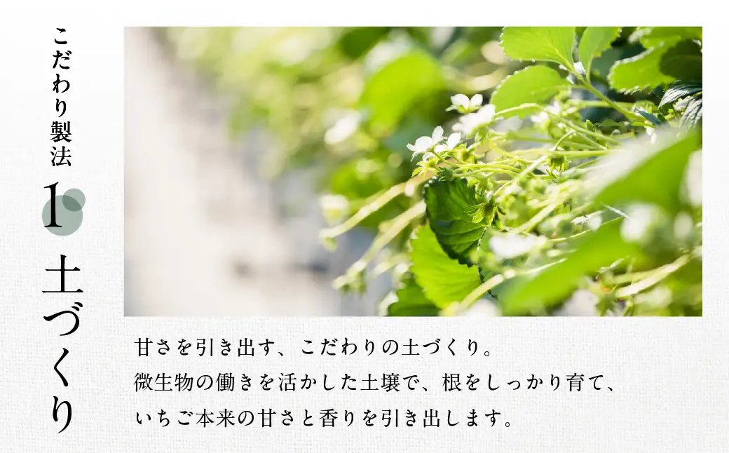 希少白いちご 雪桜 2P 高級 苺