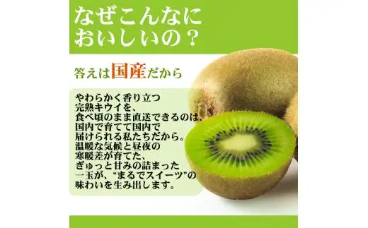 キウイ 家庭用 7.5kg+250g（痛み補償分） / キウイフルーツ 訳あり 和歌山 ※2026年11月中旬～2027年4月下旬に順次発送 ※北海道・沖縄・離島への配送不可 【ikd505-c-7d5】