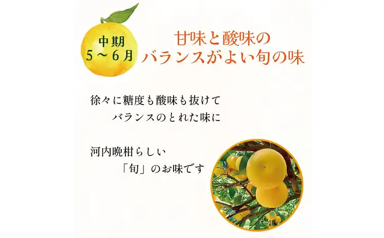 訳あり 愛南ゴールド ( 河内晩柑 ) 旬の定期便 全3回 8kg かわちばんかん ミカン わけあり  家庭用 あいなん ゴールド 蜜柑 和製 グレープフルーツ 産地直送 国産 農家直送 期間限定 数量限定 フルーツ 果物 柑橘 傷 不揃い 規格外 愛媛県 愛南町 愛なんよ 