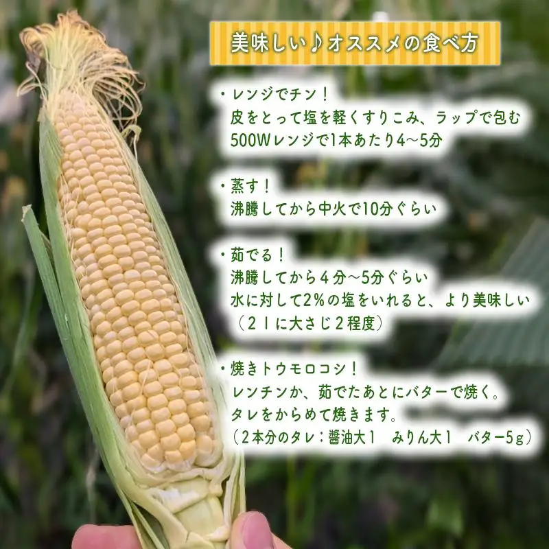 朝採り とうもろこし（味来）10本 【出荷：6月下旬】 トウモロコシ  野菜 旬の野菜 産地直送 産直 朝採り 朝採れ 鮮度抜群