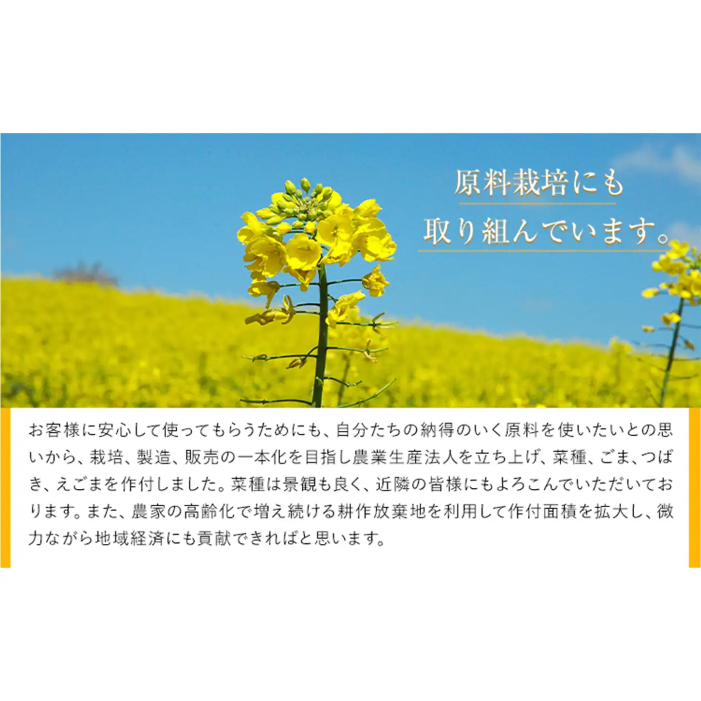 【隔月2回定期便】「堀内製油」の地あぶら (なたね油) 825g×6本×2回 定期便 堀内製油《お申し込み月の翌月から出荷》熊本県 氷川町 地あぶら なたね 菜種油 オイル 熊本県氷川町産
