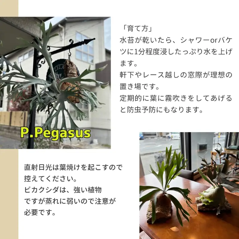 観葉植物 ビカクシダPegasusコルク仕立て
