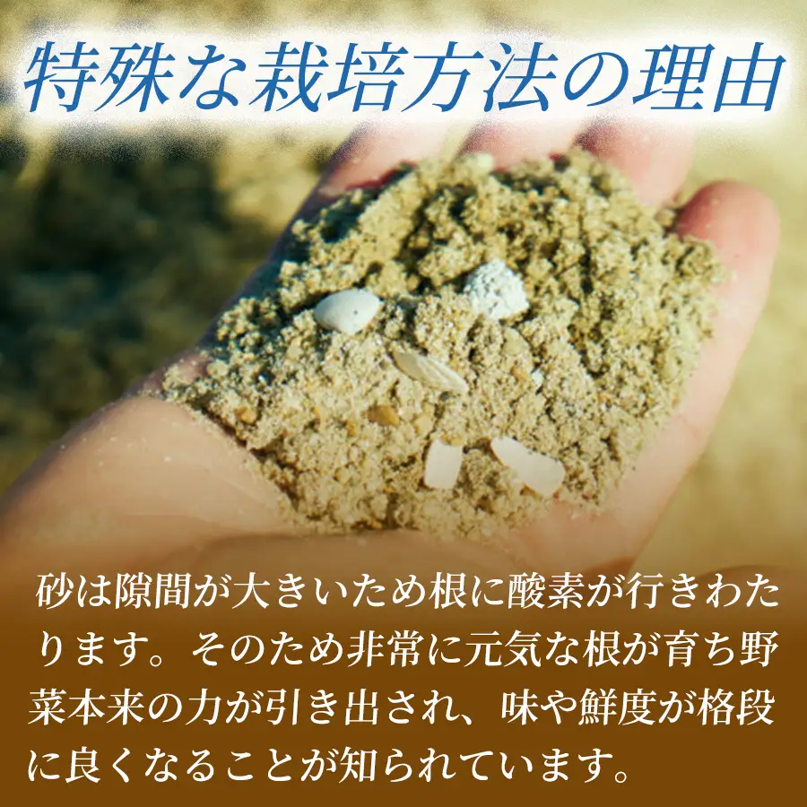 フリルレタス「海すなレタス」3個入り×1箱×定期便2回お届け【B698】
