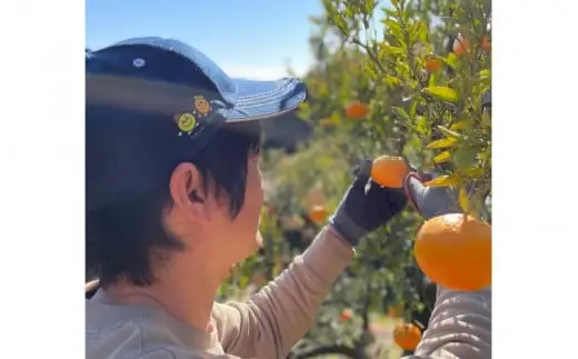 先行予約 紀州田辺産 果汁たっぷりの極早生みかん5kg（S/M/Lサイズおまかせ） ※9月中旬に順次発送予定【期間限定・8/31まで】 / 和歌山県 ミカン 期間限定 秋 柑橘  フルーツ 果物 紀州産【kjt017】