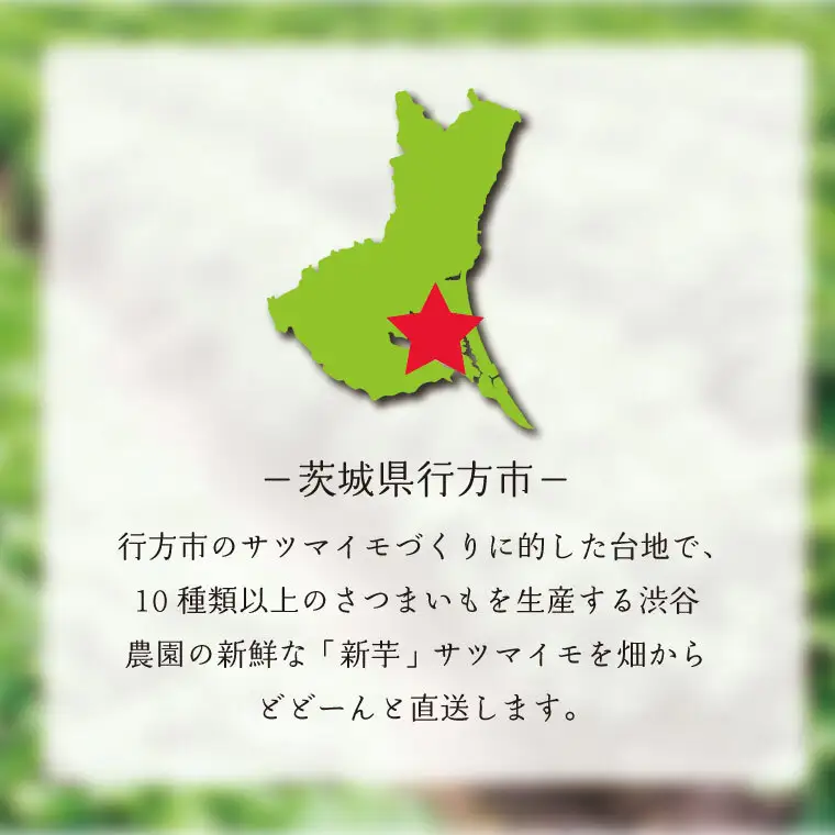 【2025年11月より順次発送】2025年度産 まるで絹のようななめらかなさつまいも シルクスイート 約2kg｜さつまいも 芋 お芋 シルクスイート 渋谷農園 先行予約 茨城県 行方市(BZ-57)