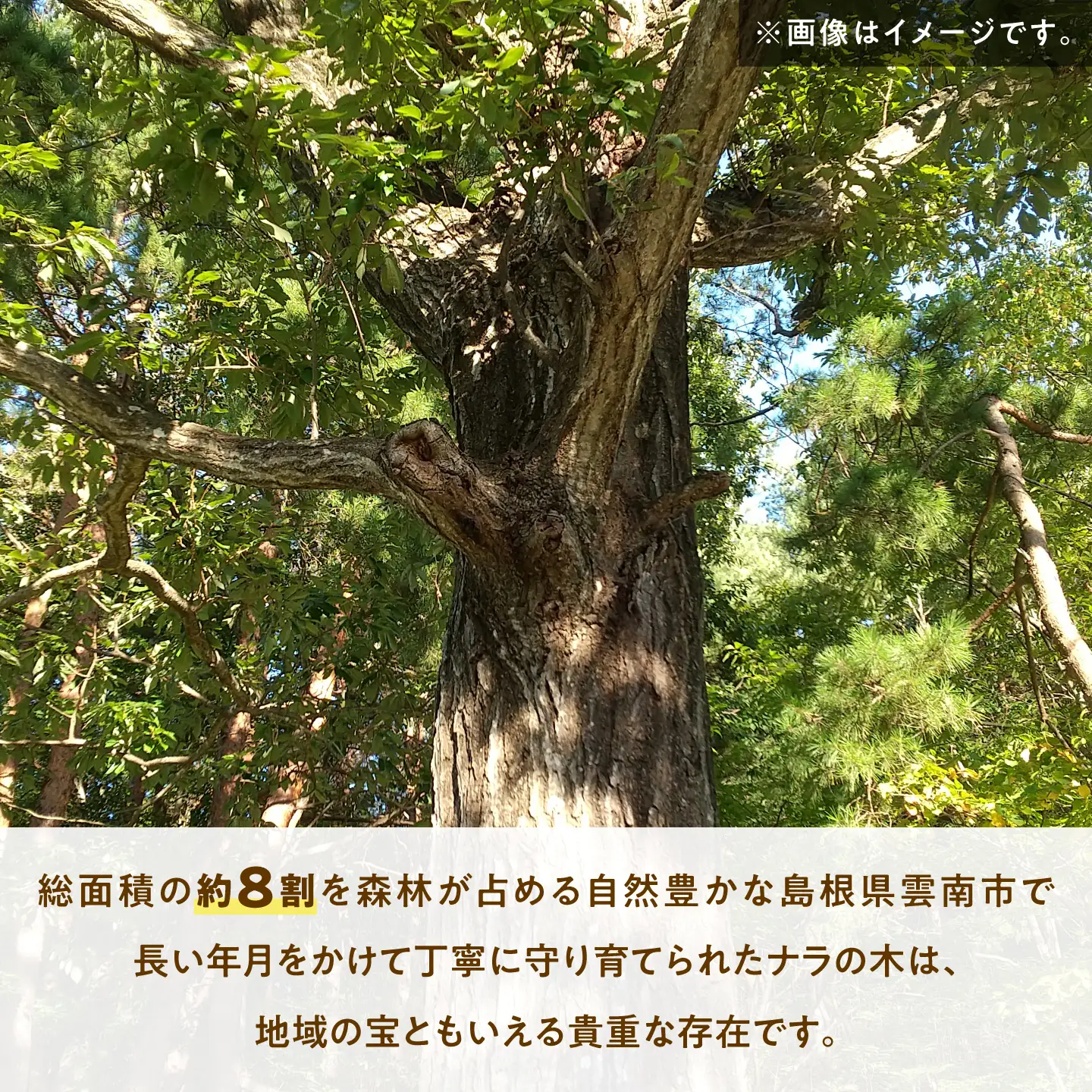 【訳あり】ナラのミニカッティングボード [AIAI008]