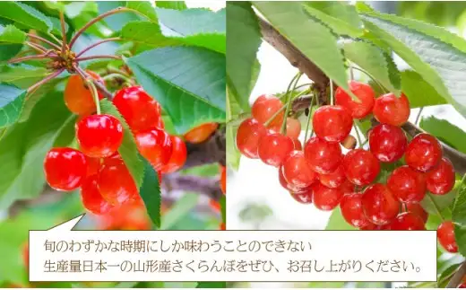 大玉 さくらんぼ ( 佐藤錦 ) 500g 山形 08-06-022