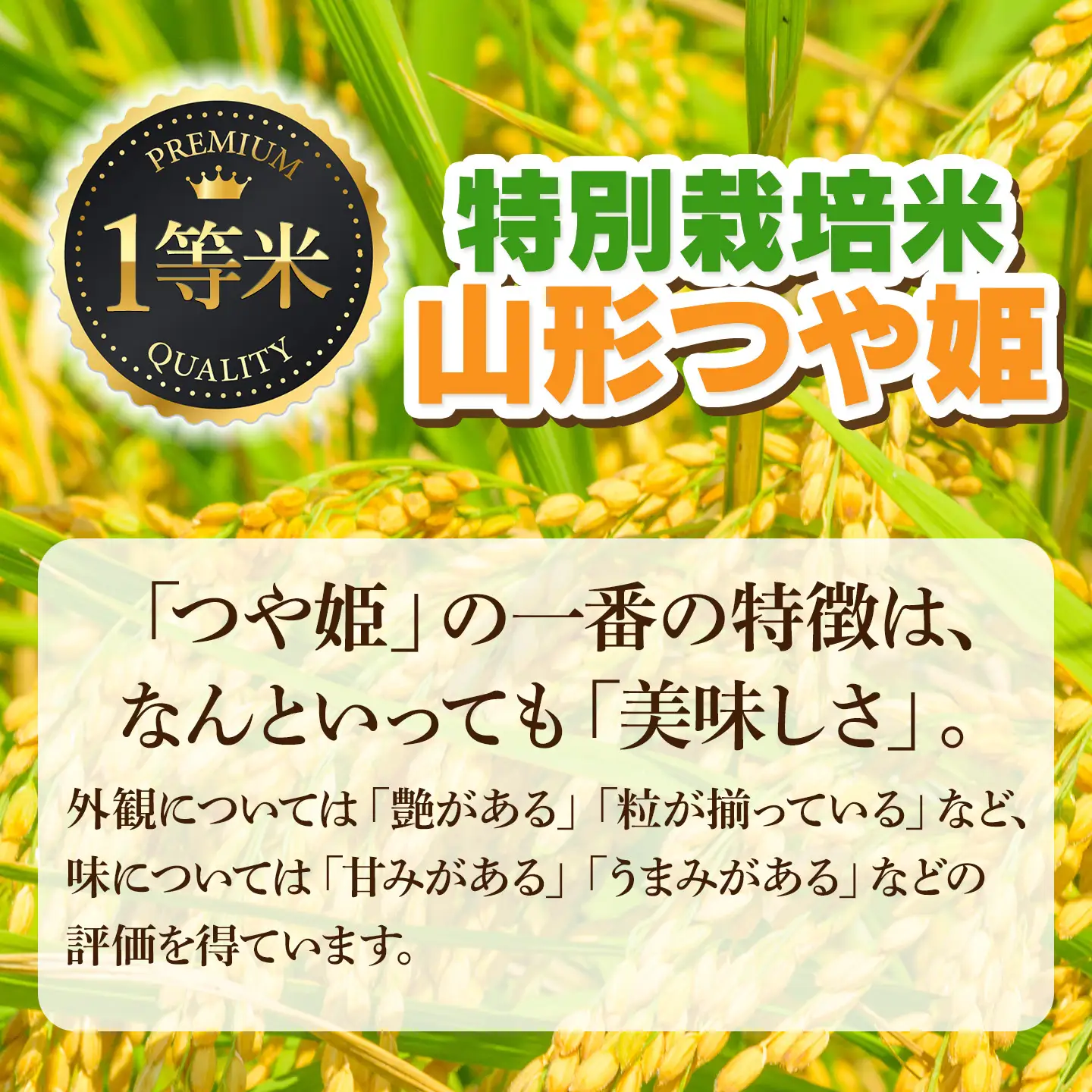 【令和7年産】特別栽培米つや姫 精米 10kg (10kg×1袋)　山形県鶴岡市　庄内丸山農場　| つやひめ 10キロ 米どころ 庄内米 ブランド米 米 コメ こめ 精米 ご飯 ごはん 美味しい お取り寄せ 農家直送 東北 国産 おすすめ 人気 返礼品