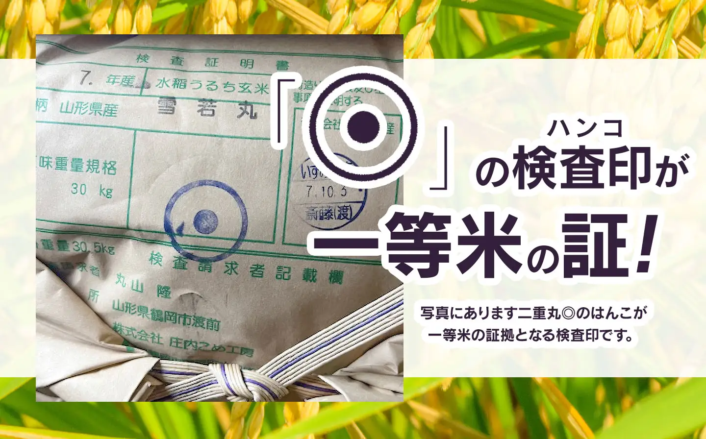 【令和7年産】雪若丸 精米 10kg (10kg×1袋)　山形県鶴岡市　庄内丸山農場　| ゆきわかまる ゆきわか 10キロ 米どころ 庄内米 ブランド米 米 コメ こめ 精米 ご飯 ごはん 美味しい お取り寄せ 農家直送 お弁当 おにぎり 東北 国産 おすすめ 人気 返礼品