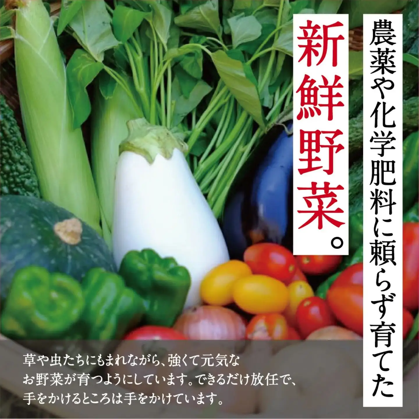[定期便 6回] 【大阪能勢産】 《農家直送》 べじたぶるぱーくの旬の新鮮野菜詰合せ Sセット (5種類) | 6回(隔月)  定期便 6ヶ月 定期 野菜詰め合わせ 野菜 農薬 化学肥料不使用 新鮮 産地直送 季節 旬 | 大阪府 能勢町 送料無料
